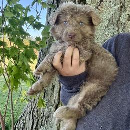 Boy 3 - male German Shepherd puppy in Watervliet, Michigan from M&M Shepherd Farms