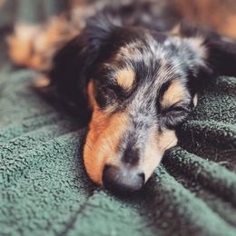 Dachshunds from Weenie Co