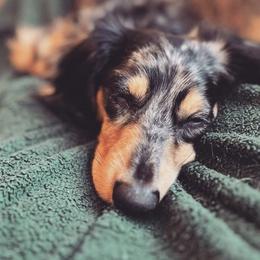 Dachshunds from Weenie Co