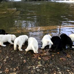 Labrador Retriever Puppies from Kingridge Kennels