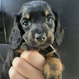 Bacon Bits-Girl 1 - Black and tan female Dachshund puppy in Bigfork, Minnesota from Dachshunds Up North
