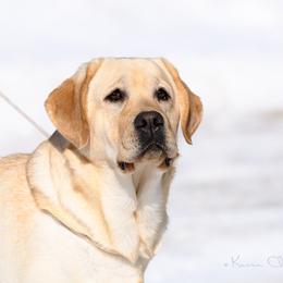 Nikki - Labrador Retriever