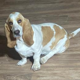 Dally - Basset Hound