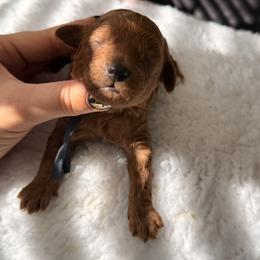Arrow - Red  male Poodle puppy in Miami, Florida from Sakura Poodles