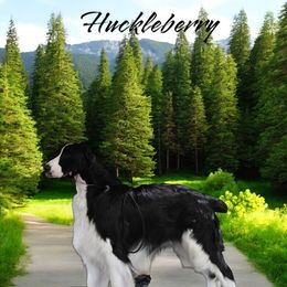 Huckleberry - English Springer Spaniel