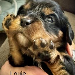 Louie - Black and tan male Cavalier King Charles Spaniel puppy in Wadsworth, Nevada from T/V Cavalier's