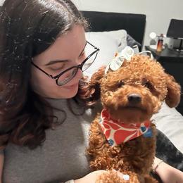 Sally - Goldendoodle