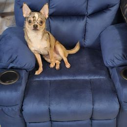 Wynsten - Chihuahua