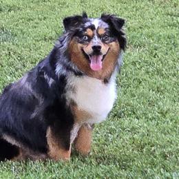 Tinsel - Australian Shepherd