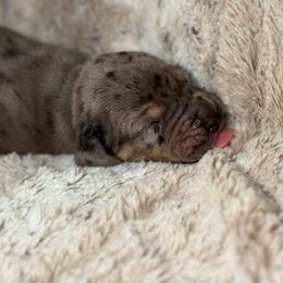 Mike Wazowski - Merle male Great Dane puppy in Montgomery, Texas from KD Sweet Southern Danes