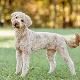 Allie - Goldendoodle