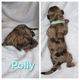 Polly - Merle-sable female Saint Berdoodle puppy in Battle Ground, Washington from Mad Hatter Farms Saint Berdoodles