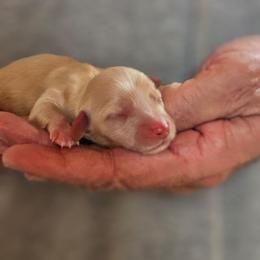 Penny cream or red female - Cream female Dachshund puppy in Trade, Tennessee from TN Miniature Dachshunds & Basset Hounds
