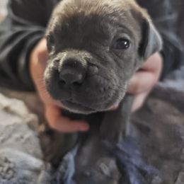 Boy 2 - Gray male Cane Corso puppy in Dunnellon, Florida from Touch of Spice Kennels