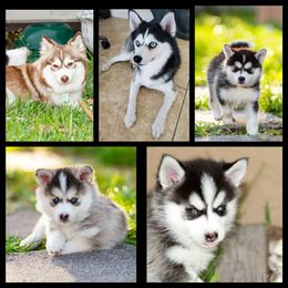 Pomsky Puppies from Sunshine Pomsky