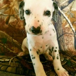 Dalmatian Puppies from Cookie & Cream Dalmatians