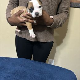 Girl 1 - Red American Pit Bull Terrier puppy in Pensacola, Florida from Alpha Alliance Kennels