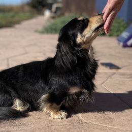 Taurus - Dachshund