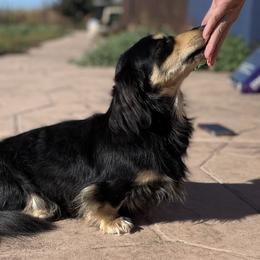 Taurus - Dachshund