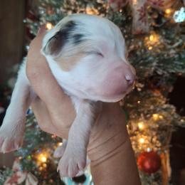 Bailey - Blue merle female Miniature Australian Shepherd puppy in Copperas Cove, Texas from Aussies Acre
