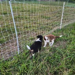 Border Collie Puppies from Cullins Collies