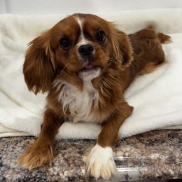 Joey - Cavalier King Charles Spaniel