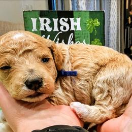 Doc - Apricot male Goldendoodle puppy in Forest, Ohio from Mini Doodle Buddies