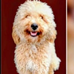 Gus - Goldendoodle