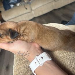 Sable boy - Sable male Dachshund puppy in Gulfport, Mississippi from Candy & Caits Farmstead Mini Doxies