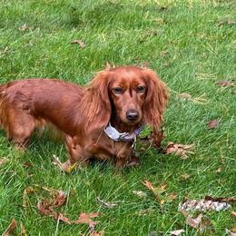 Momiji - Dachshund