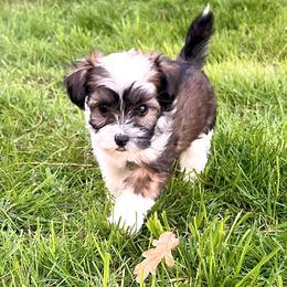 Oliver - Sable male Chinese Crested puppy in Springfield, Oregon from Rose’s Chinese Cresteds
