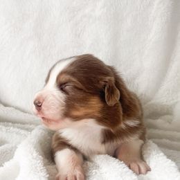 Australian Shepherd Puppies from Burdock Hill Australian Shepherds