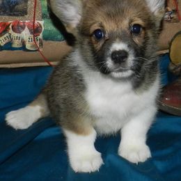 Pembroke Welsh Corgi Puppies from Wild West Corgis of Texas