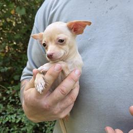 Misty - Cream female Chihuahua puppy in East Camden, Arkansas from RoyAl