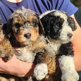Bernedoodles and Goldendoodles from Ten Acre Wood Doodles