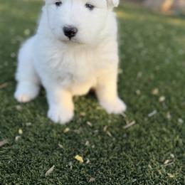 Labrador Retriever and Samoyed Puppies from Carefree Samoyeds & Deserthills Labradors