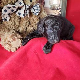 Poodle Puppies from Northern Creek