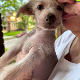 DaoDog Klara Kalos - Chocolate female Chinese Crested puppy in Highland Park, Michigan from Family Kennel Dao Dog