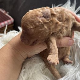 Toffee - Apricot female Maltipoo puppy in Chattanooga, Tennessee from Joy-fur puppies