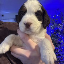 Yellow collar - Liver white and tan male English Springer Spaniel puppy in Elma, Washington from McCartney Springer’s