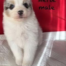 RA4 - Blue merle male Australian Shepherd puppy in Ada, Ohio from Windy Hill Aussies
