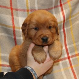 Clove - Dark golden male Golden Retriever puppy in New Weston, Ohio from Bertke AKC Golden Retrievers and Bernese Mountain Dogs