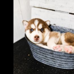 Siberian Husky Puppies from Tundra Dogs