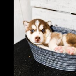 Siberian Husky Puppies from Tundra Dogs