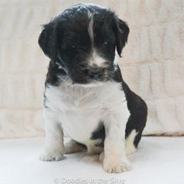 Dogwood - Parti male Goldendoodle puppy in Lancaster, Pennsylvania from Doodles in the Skye