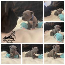 Cane Corso Puppies from Ruby Mountain Royalty