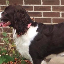 Charlene - English Springer Spaniel