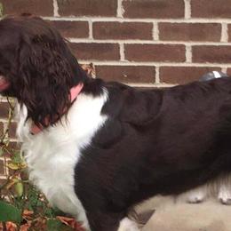 Charlene - English Springer Spaniel