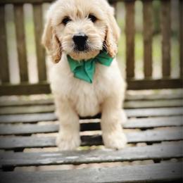 Iris- teal collar female - Cream female Goldendoodle puppy in Silsbee, Texas from Barkley Lane Doodles LLC