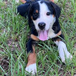 Hades  boy - Black, white and red male Greater Swiss Mountain Dog puppy in Gainesville, Florida from Ambermoon Kooikerhondje Blackamber Greater Swiss Mountain Dogs